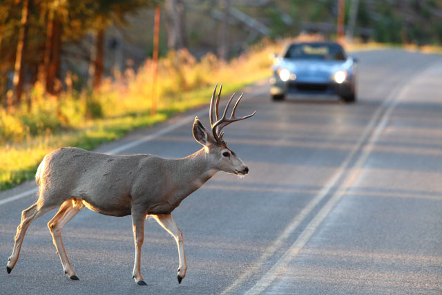 Deer Crossing Road Insurance